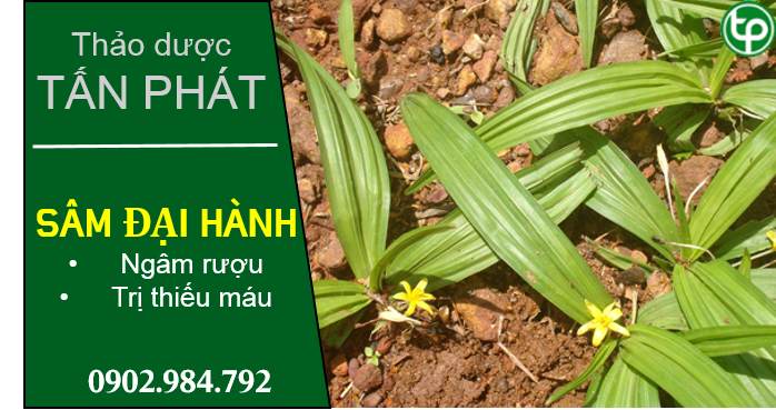 phân phối Sâm đại hành tại tphcm phân phối Sâm đại hành tại tphcm