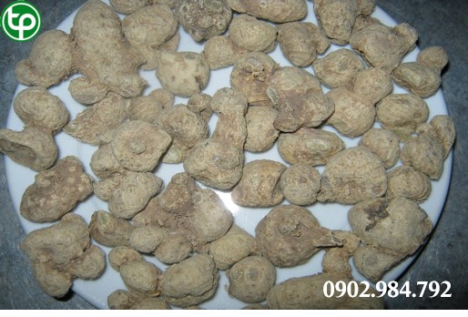 phân phối Củ tam thất bắc tại tphcm