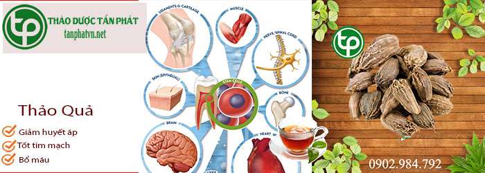 Công Dụng Hay Tác Dụng Của Thảo Quả tại tphcm