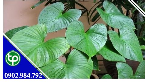 phân phối thiên niên kiện tại tphcm