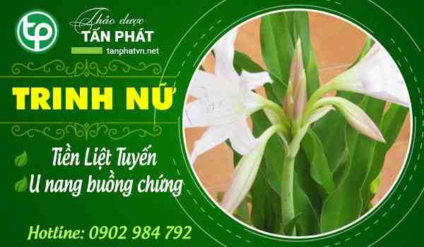 Phân phối Trinh Nữ Hoàng Cung tại tphcm