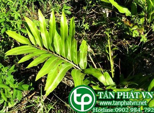 Ráng biển sát trùng trừ giun sán cầm máu