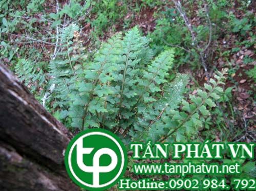 Ráng can xỉ thân có lông trị sốt rét sởi