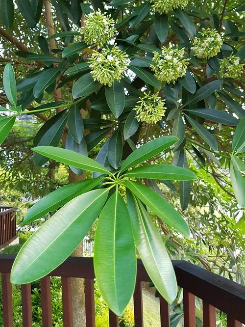 Cây sứa lá to làm thuốc bổ, hạ nhiệt