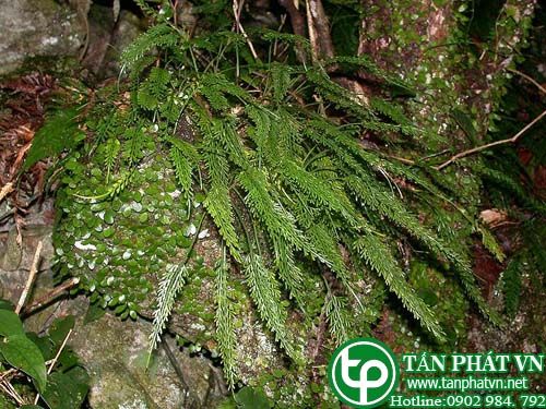 Ráng can xỉ lá dài chữa phong tê thấp đau xương viêm ruột 