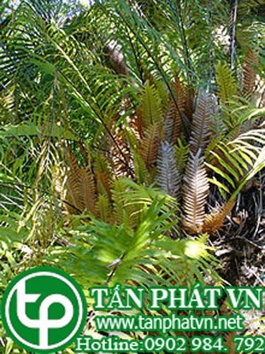 Ráng đuôi phụng gần chữa đau thận hư đau lưng