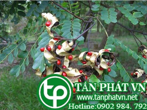 Ràng ràng trị kiết lỵ Ràng ràng trị kiết lỵ