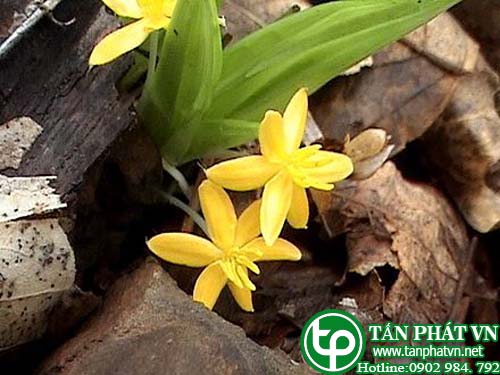 Rau báo rừng chữa tê thấp 