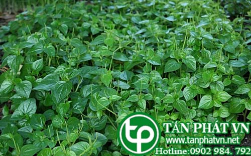 Rau càng cua trị sốt rét