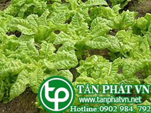 Rau diếp trị sữa không thông, thông tiểu, sát trùng Rau diếp trị sữa không thông, thông tiểu, sát trùng