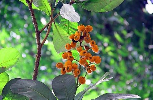 Sưng Nam bộ có công dụng gì?