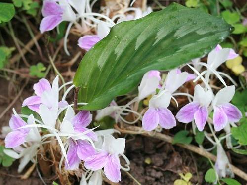 Tam thất gừng chữa đòn ngã sưng đau, phong thấp đau nhức xương