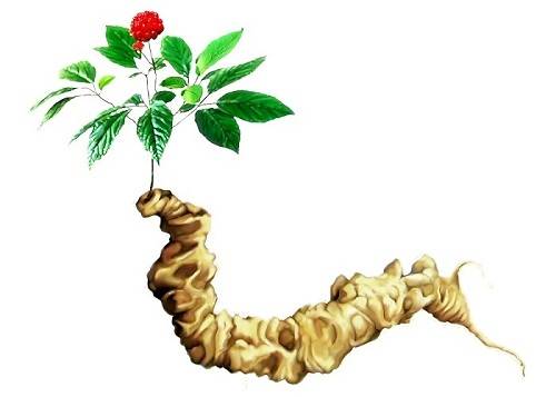 Tam thất hoang chữa thổ huyết, chảy máu mũi, đòn ngã tổn thương