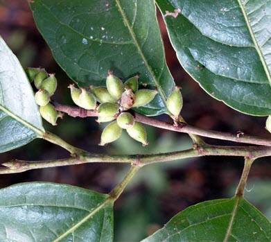 Tam thụ hùng Gaudichaud trị sâu răng