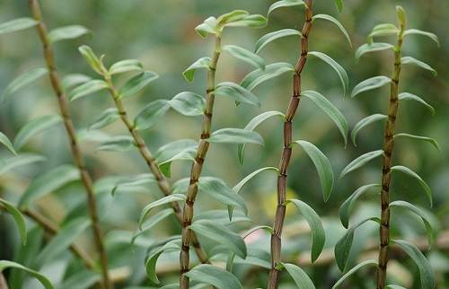 Thạch hộc trị miệng khô táo khát, phổi kết hạch, đau dạ dày ợ chua