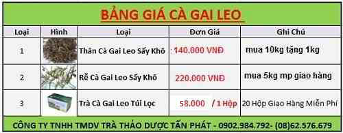 mua bán trà cà gai leo tại tphcm mua bán trà cà gai leo tại tphcm