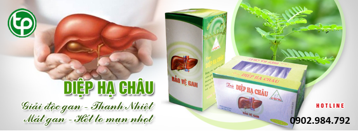 cung cấp Trà diệp hạ châu tại tphcm