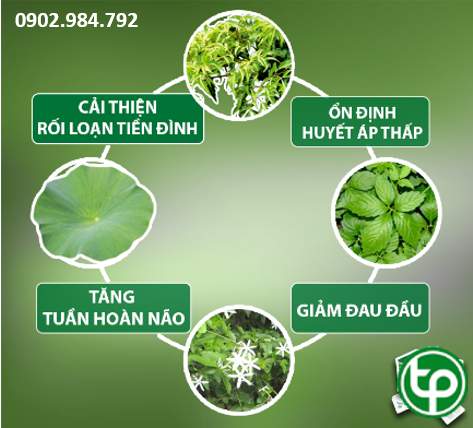 cung cấp Trà đinh lăng túi lọc tại tphcm