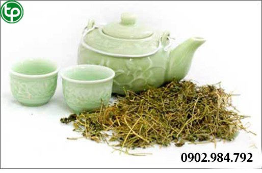 phân phối Trà giảo cổ lam tại tphcm