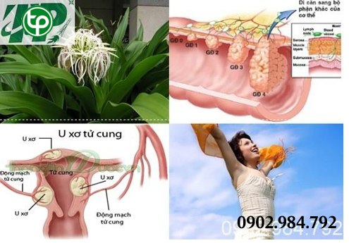 phân phối Trà trinh nữ hoàng cung tại tphcm