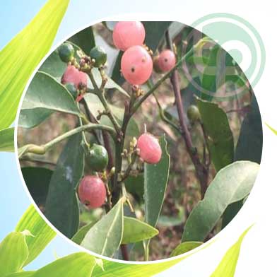 Bán Sỉ Cây Cơm Rượu Tại HCM Ở Đâu?