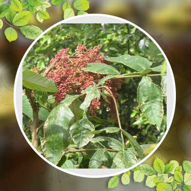Bán Sỉ Cây Muối Tại HCM Ở Đâu?