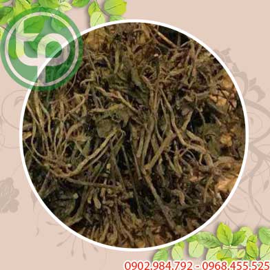 Bán Sỉ Cây Nổ Tại HCM Ở Đâu?