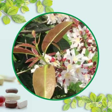 Bán Sỉ Cây Thành Ngạnh Tại HCM Ở Đâu?
