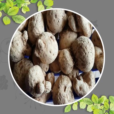Bán Sỉ Củ Tam Thất Nam Tại HCM Ở Đâu?