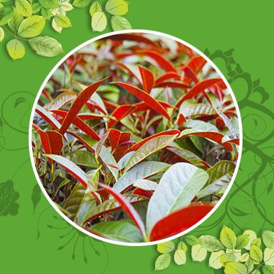 Bán Sỉ Đơn Lá Đỏ Tại HCM Ở Đâu?