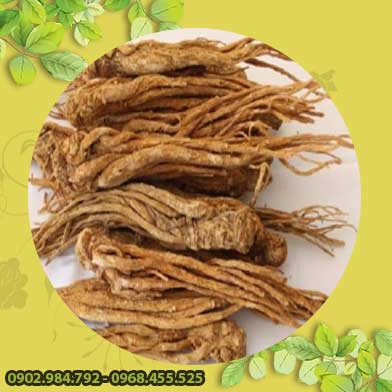 Bán Sỉ Đương Quy Tại HCM Ở Đâu?