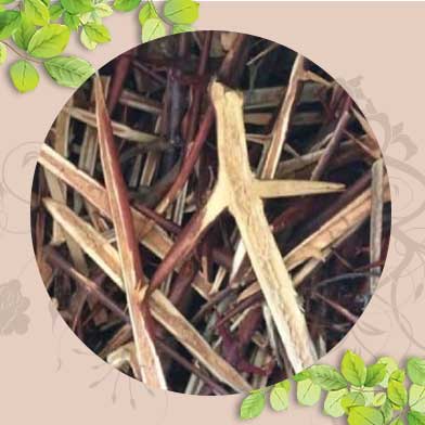 Bán Sỉ Gai Bồ Kết Tại HCM Ở Đâu?