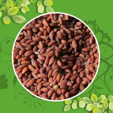 Bán Sỉ Hạt Ngũ Hoa Tại HCM Ở Đâu?