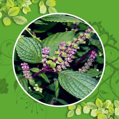 Bán Sỉ Hương Nhu Tại HCM Ở Đâu?
