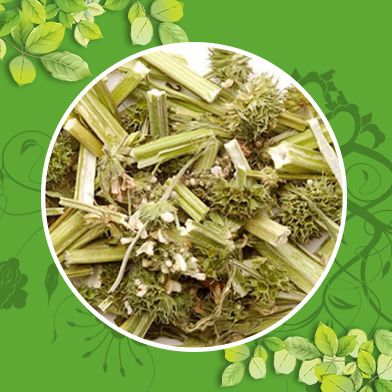 Bán Sỉ Ích Mẫu Tại HCM Ở Đâu?