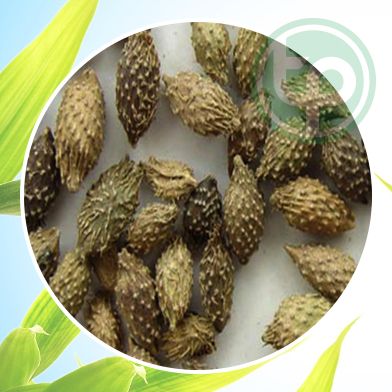 Bán Sỉ Ké Đầu Ngựa Tại HCM Ở Đâu?