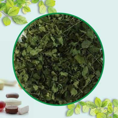 Bán Sỉ Lá Chùm Ngây Tại HCM Ở Đâu?