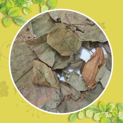 Bán Sỉ Lá Vông Nem Tại HCM Ở Đâu?