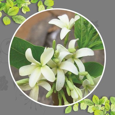 Bán Sỉ Mộc Hoa Trắng Tại HCM Ở Đâu?