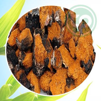 Bán Sỉ Nấm Chaga Tại HCM Ở Đâu?