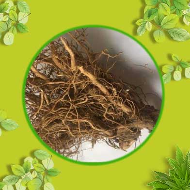 Bán Sỉ Rễ Bồ Công Anh Tại HCM Ở Đâu?