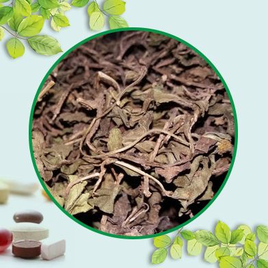 Bán Sỉ Sài Đất Tại HCM Ở Đâu?