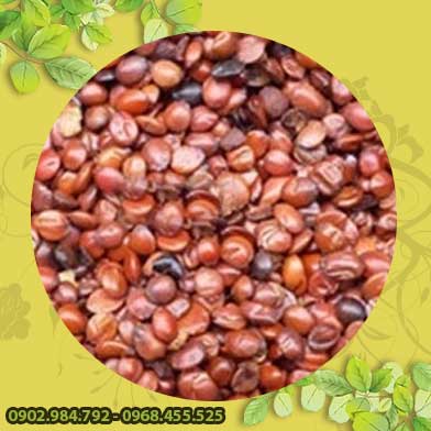 Bán Sỉ Táo Xa Nhân Tại HCM Ở Đâu?