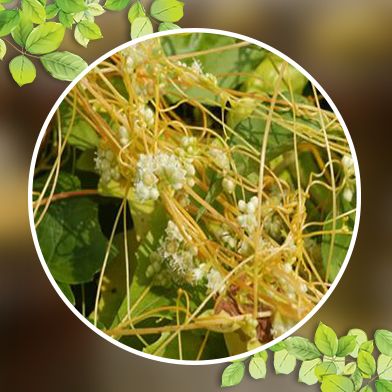 Bán Sỉ Tơ Hồng Tại HCM Ở Đâu?