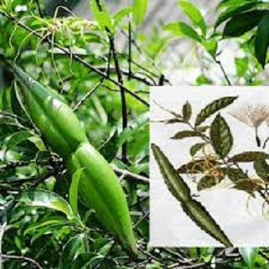 Cây sừng dê trị đau phong thấp, trẻ em bị di chứng bại liệt, mụn nhọt ngứa lở