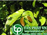 Địa chỉ bán rau bép tại TPHCM