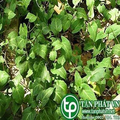 Địa Chỉ Bán Sỉ Lẻ Củ Hà Thủ Ô Tươi Tại TP HCM?