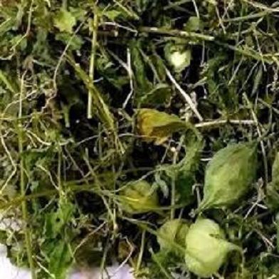 Địa Chỉ Bán Sỉ Lẻ Dây Khổ Qua Rừng Tươi Tại TP HCM?