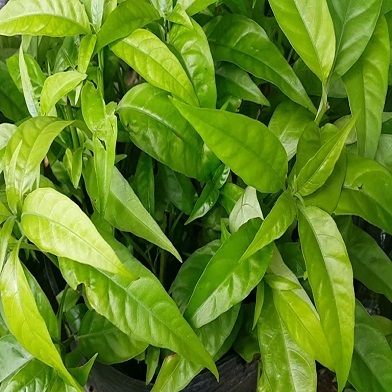 Địa Chỉ Bán Sỉ Lẻ Hoàn Ngọc Tươi Tại TP HCM?