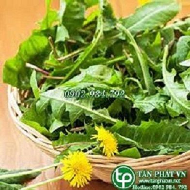 Địa Chỉ Bán Sỉ Lẻ Lá Bồ Công Anh Tươi Tại TP HCM?